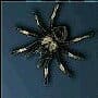 Morad